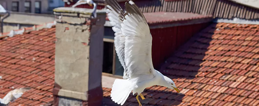 Residential Chimney Animal Removal Solution in Lincoln, IL